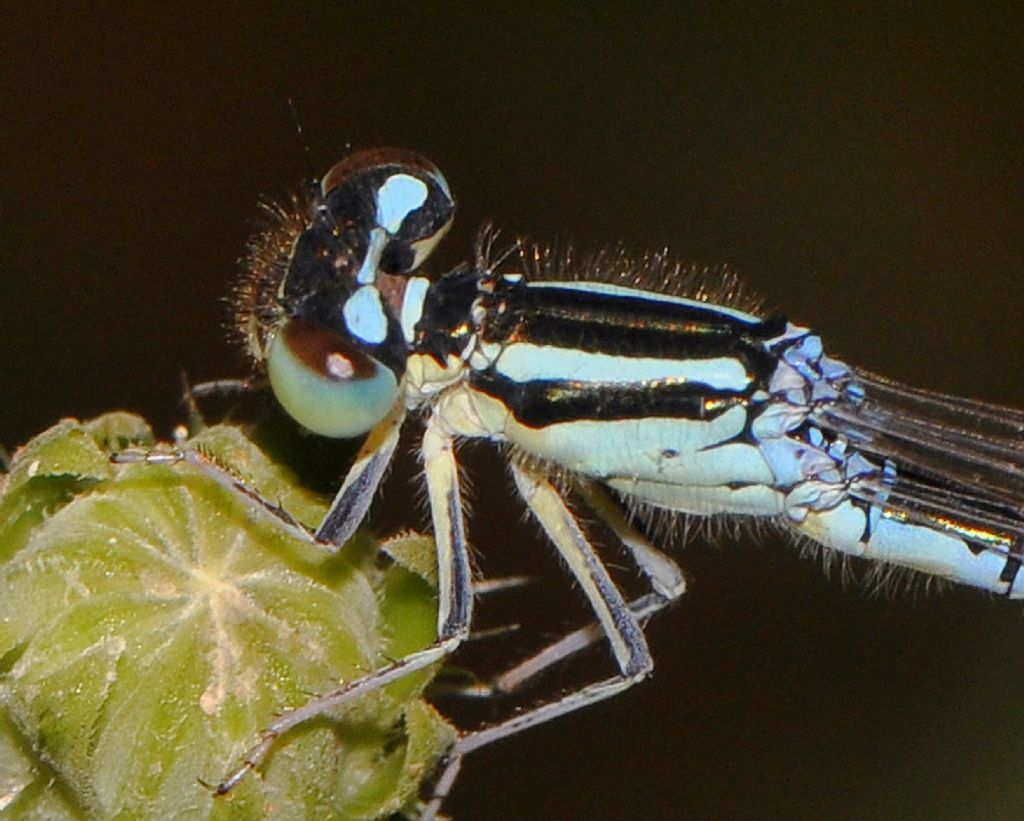 Coenagrionidae da id: femmina Coenagrion scitulum